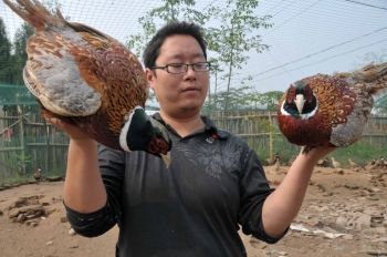 樊家桥飞出了“金凤凰”