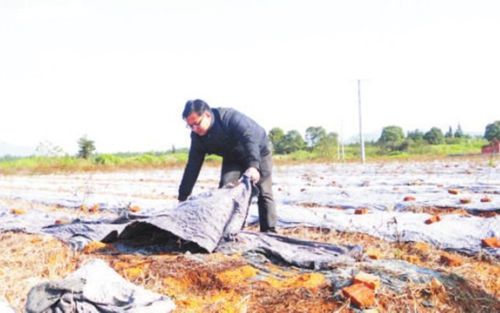 泰和碧碧溪三峰村樊小君：让黄土变成金疙瘩（图）